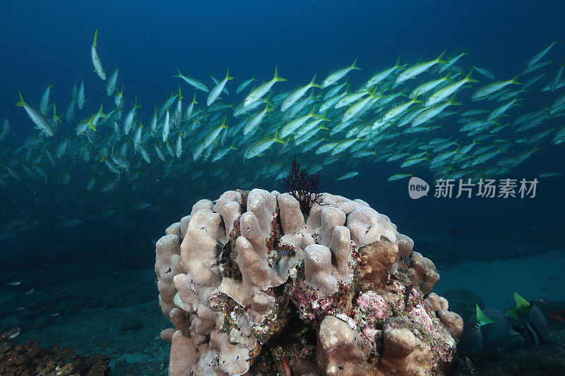 珊瑚海景