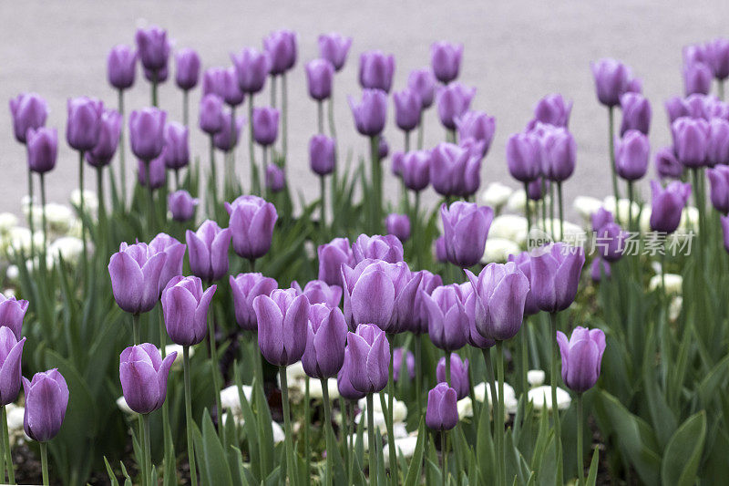 郁金香花园