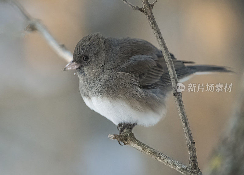 黑灯芯草雀