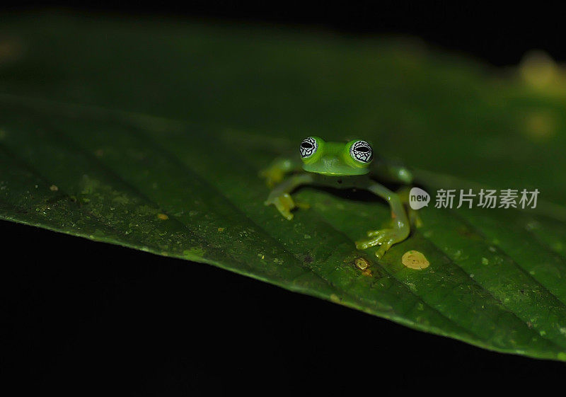 鬼玻璃蛙(冬青)