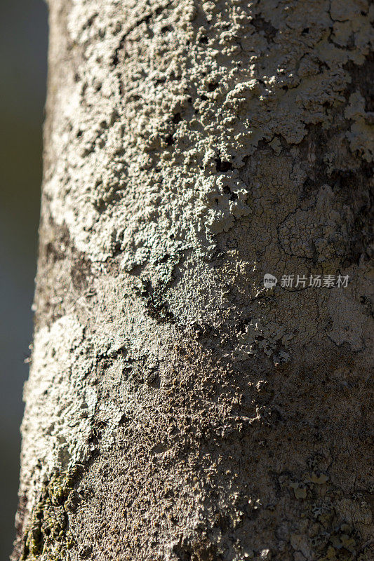 在冬青(冬青)树皮上的各种灰色地衣的宏观，半阳光照射，半阴凉处
