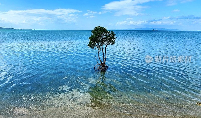 一棵榕树矗立在石垣岛的海上