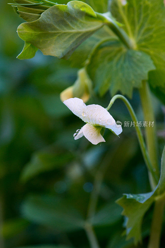 加拿大的菜园-白糖豆荚豌豆花的特写，品种糖爸爸