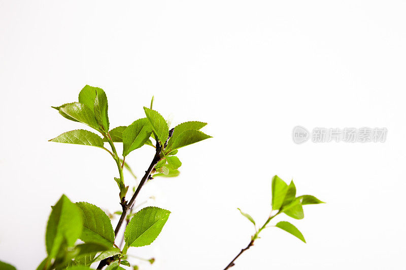 小枝与绿色的樱桃叶在白色背景与复制空间。春天。特写镜头。室内装饰。优雅的名片。模型设计。母亲节明信片。新鲜。极简主义者。园艺