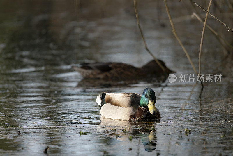 福尔米尔自然保护区，野鸭在湖中觅食