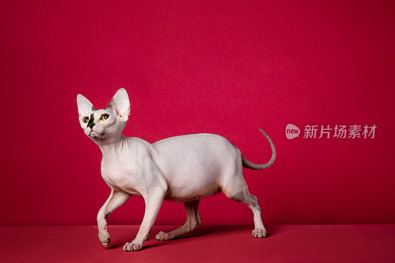 Sphynx无毛猫