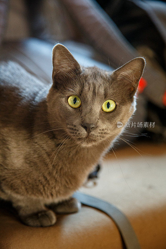 灰色短毛猫坐在家具上看着相机