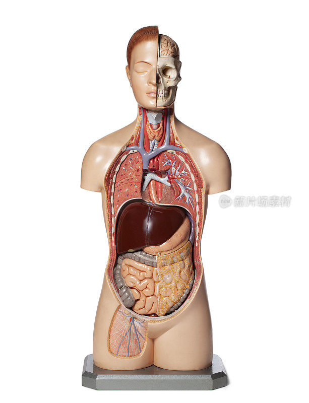 人体器官解剖模型。