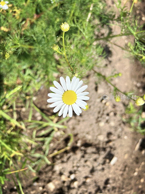 花园中植物的一朵美丽的黄白花。