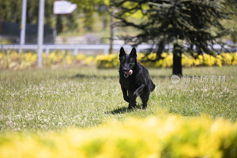 在公园里玩耍的黑色德国牧羊犬