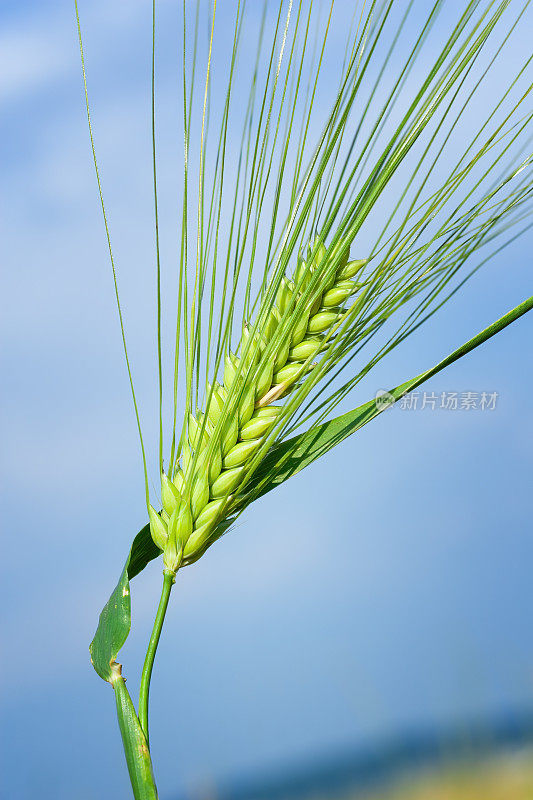 麦田