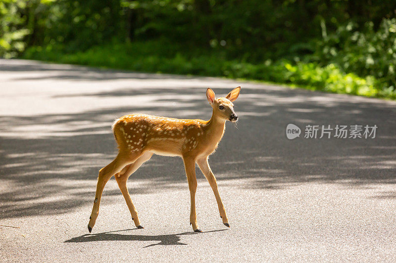 白尾鹿小鹿过马路