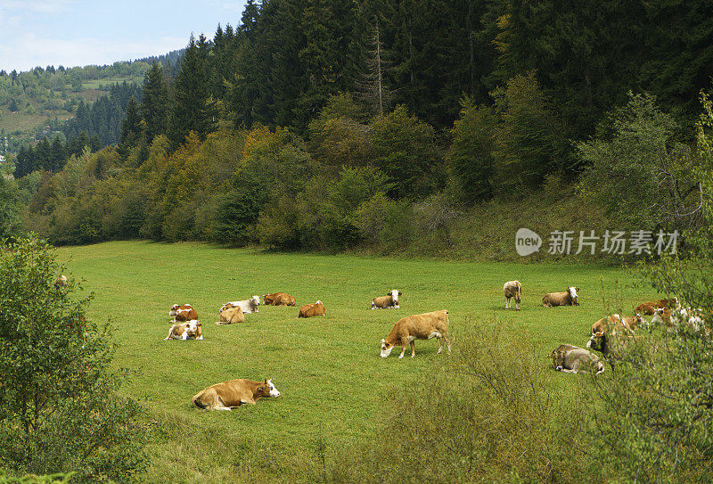 在土耳其北部，牛正在草地上吃草