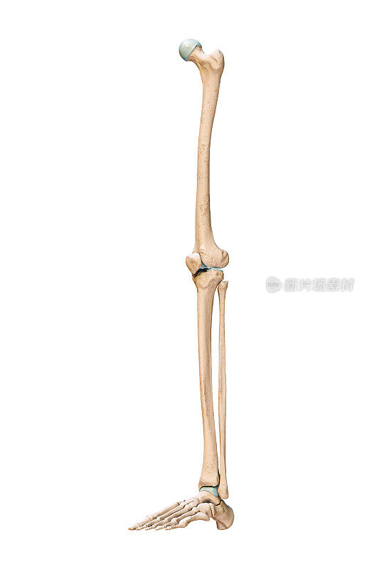 准确的四分之三前或前视图的人类骨骼系统的腿或下肢骨骼孤立在白色背景3D渲染插图。解剖学，医学，骨学的概念。