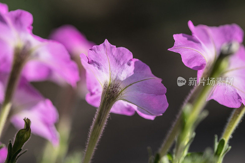 爬虫花朵特写