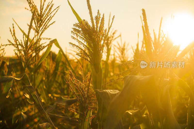 日落时分，宾夕法尼亚州农田里的玉米在太阳的映衬下剪影