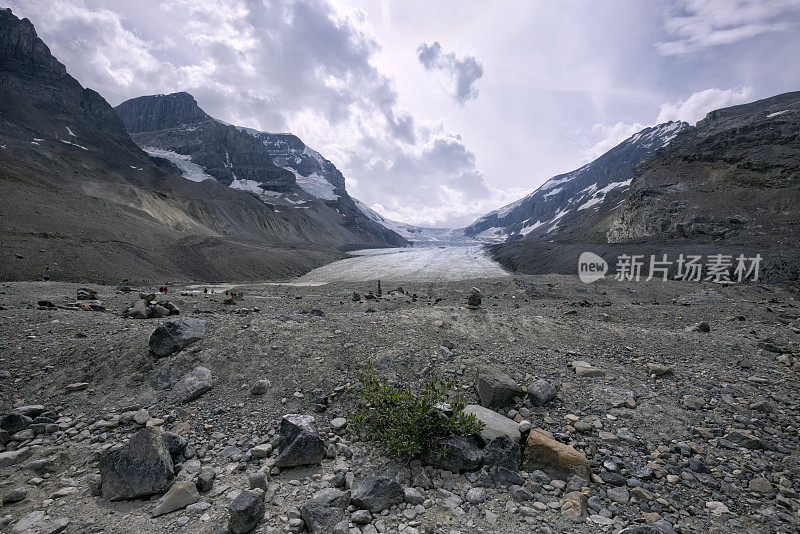 夏季的哥伦比亚冰原，碧玉国家公园，AB，加拿大