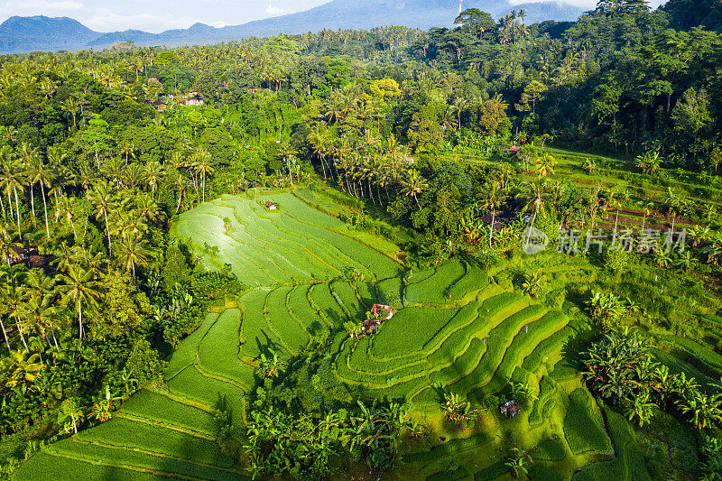 巴厘岛，日落时分被雨林包围的水稻梯田的鸟瞰图。