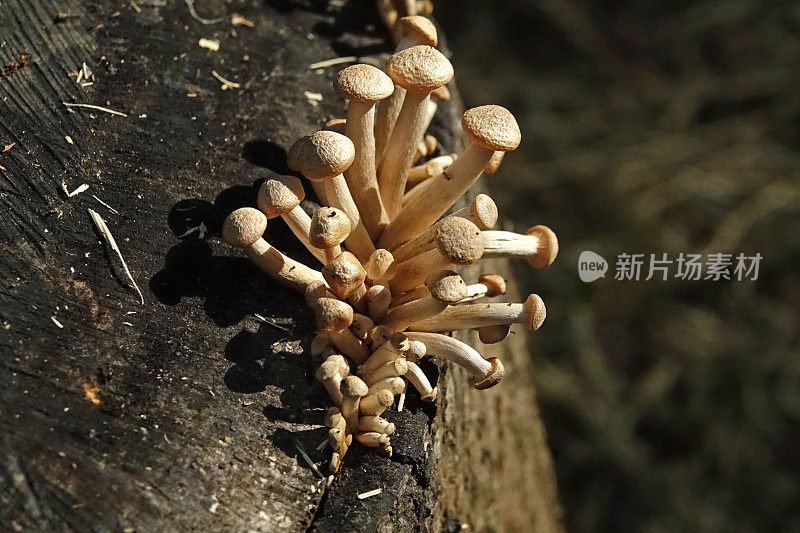 雨后生长的蘑菇