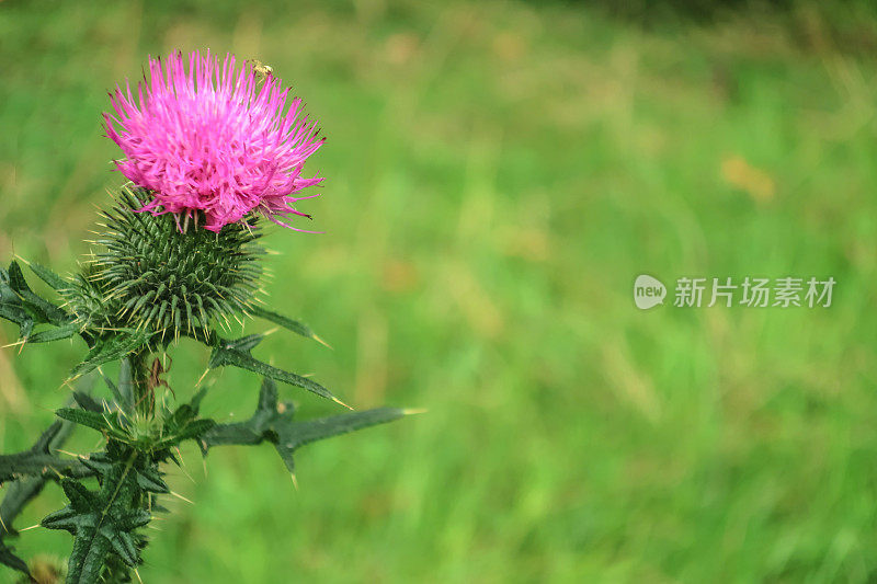 塞尔维亚草地上的蓟花