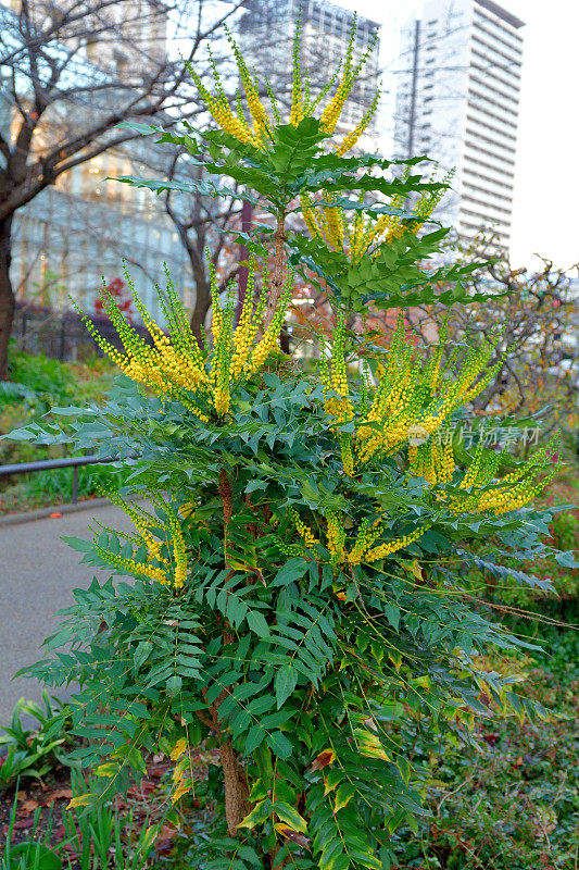 有花植物对建筑物的特写