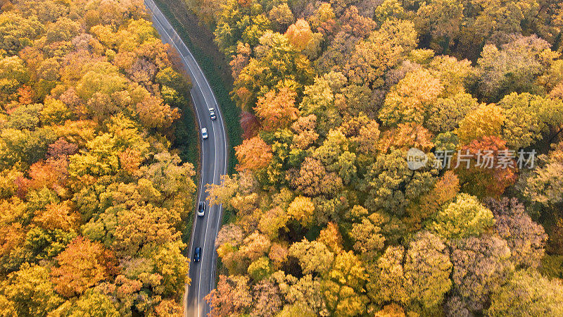 森林旁繁忙的道路