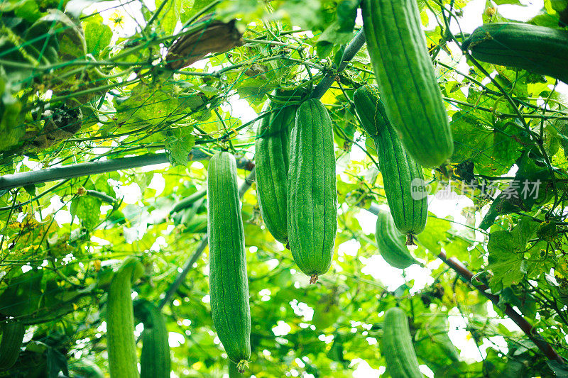 丝瓜植物