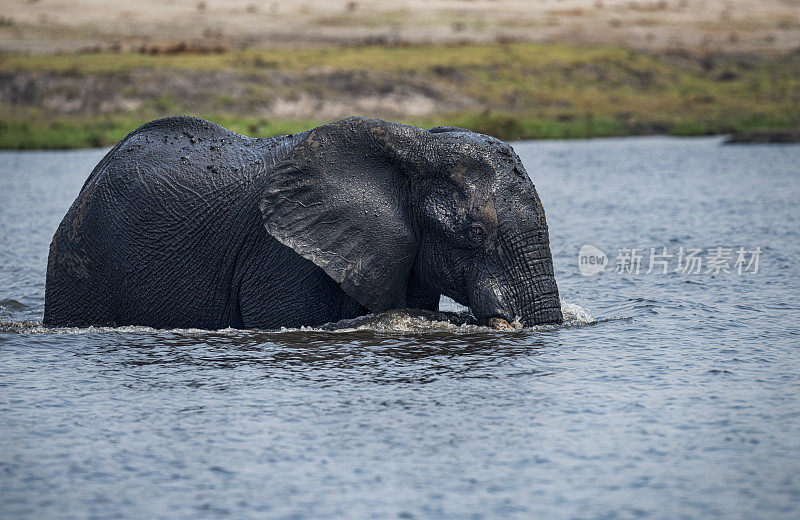 博茨瓦纳乔贝河中的非洲象