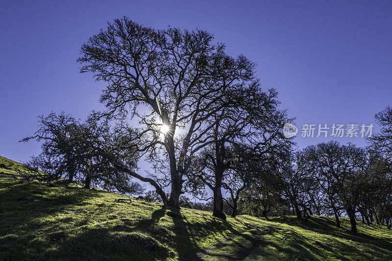 橡树的枝头洒满了阳光。Pepperwood自然保护区;圣罗莎;加州的索诺玛县。俄勒冈橡树和蓝橡树杂交种，栎属。