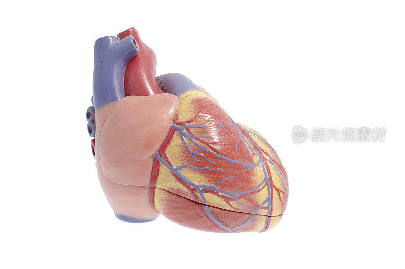 显示心脏静脉和动脉的人类心脏模型
