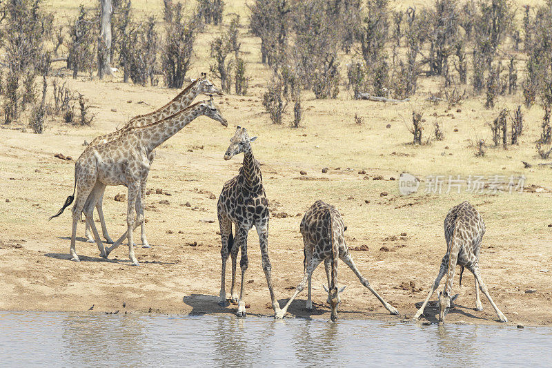 津巴布韦万吉国家公园的五只南部长颈鹿正在喝Masuma大坝的水