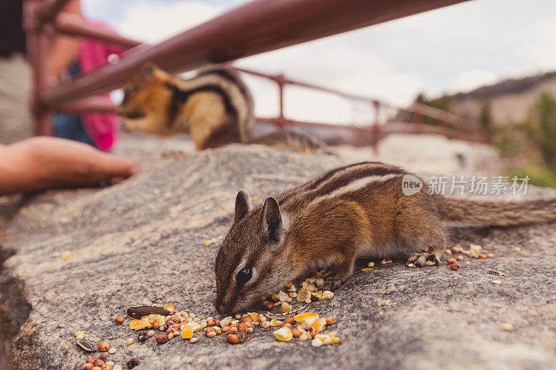 蒙大拿州山顶上，人们在喂胖乎乎的吃着动物花栗鼠