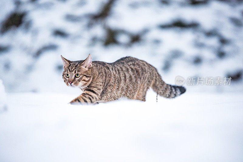 大自然中下雪天的小条纹猫。