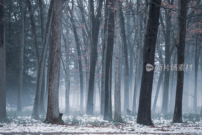 雾雪森林树干在一行，覆盖，复制空间