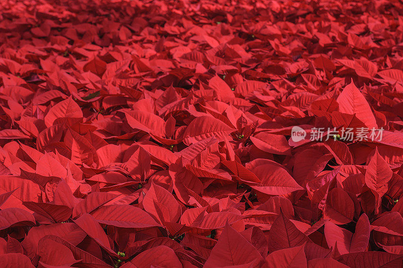 温室盆栽红一品红的特写