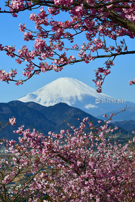 富士山和樱花