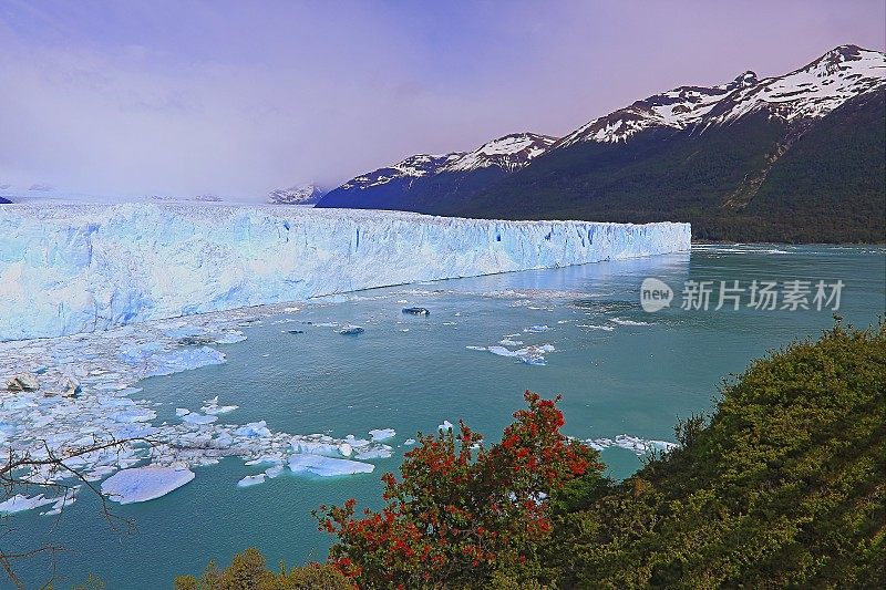 莫雷诺冰川和红色野花，阿根廷湖-卡拉法特，巴塔哥尼亚