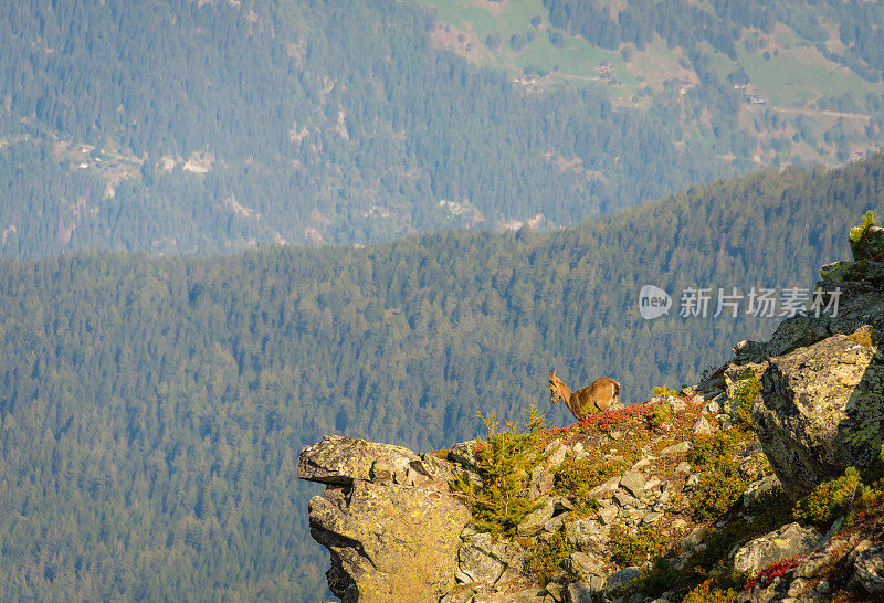 野山羊站在山顶上