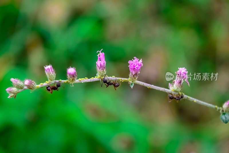 蚂蚁为小花传粉