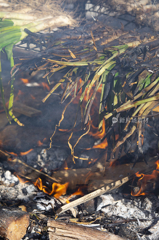 Calçots被烹饪-加泰罗尼亚的美食传统