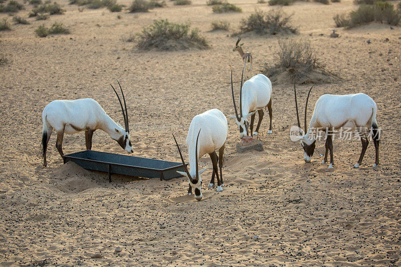 迪拜:阿拉伯大羚羊