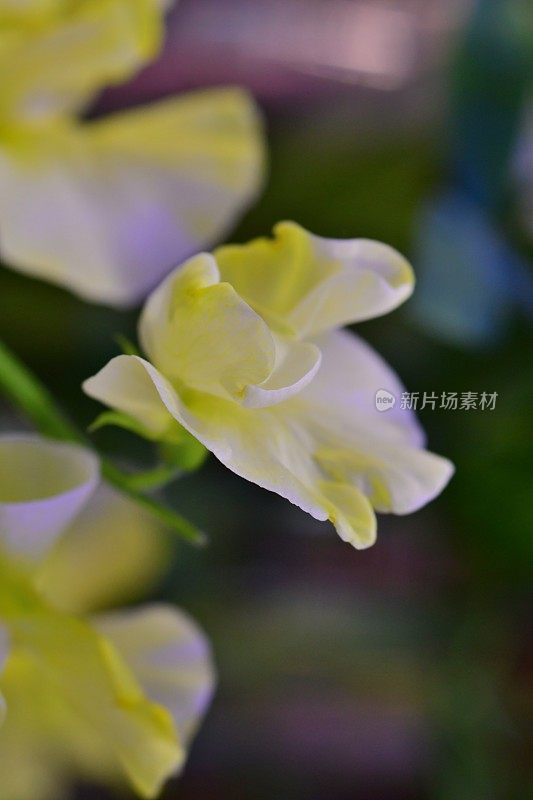 香豌豆花