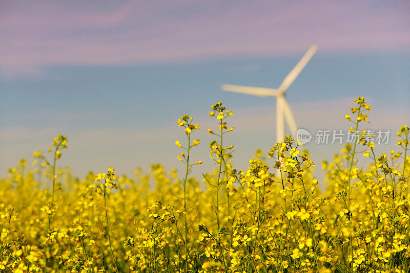 风力涡轮机在黄花田里种着油菜籽