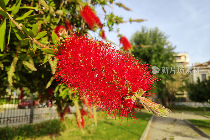 深红色瓶刷(千层虫)