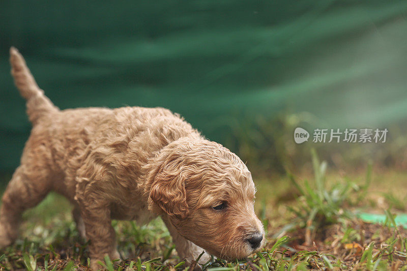 澳大利亚拉布拉多犬幼犬探索新环境