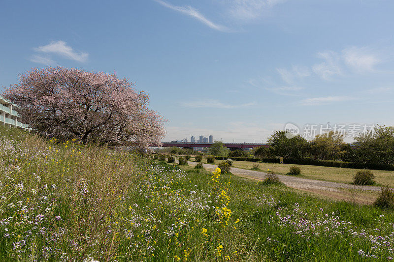 日本的樱花