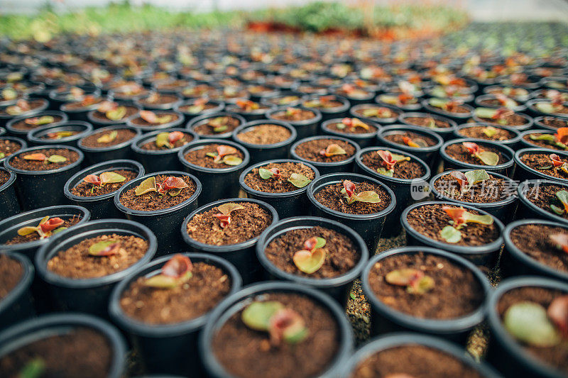 盆栽植物在花卉农场排成一行