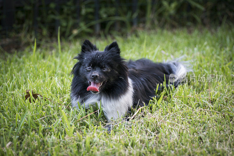 肮脏的茨格斯皮兹博美犬，舌头伸着，眼睛闭着