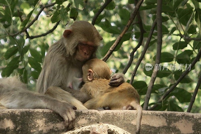 印度北方邦阿格拉，野生恒河猴一家，母亲和婴儿坐在公共花园寺庙墙的树荫下哺乳