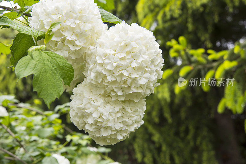 在盛开的雪球荚的白色花